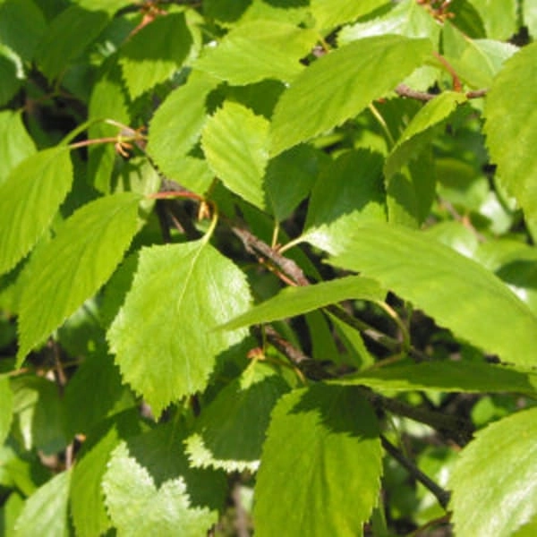 lymphea2293303